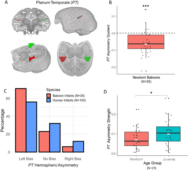 Figure: A language-ready brain?